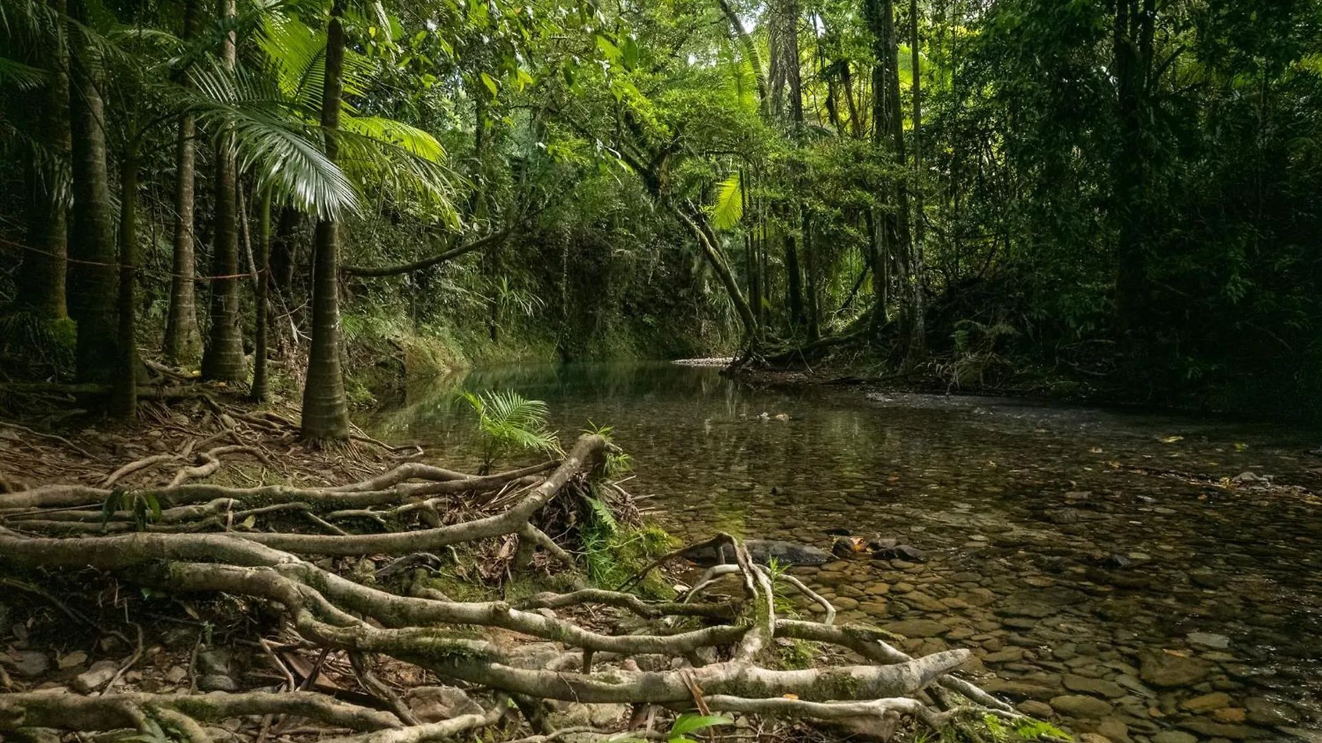 Heritage Lodge - In The Daintree 0*,