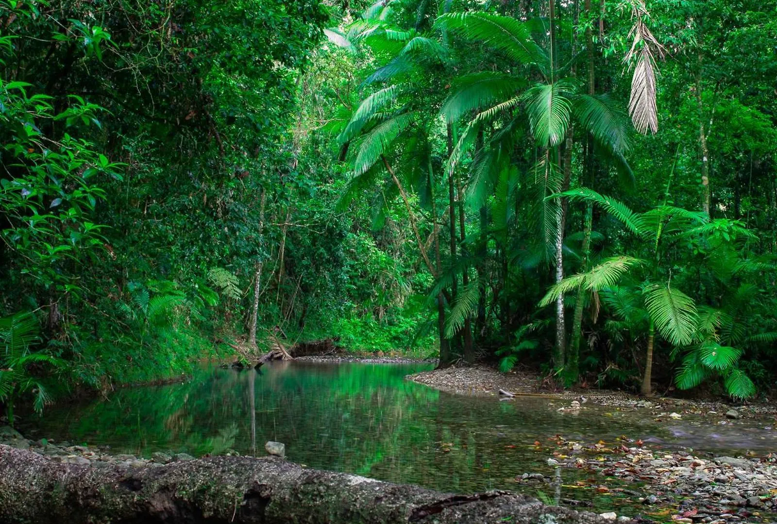 Heritage Lodge - In The Daintree