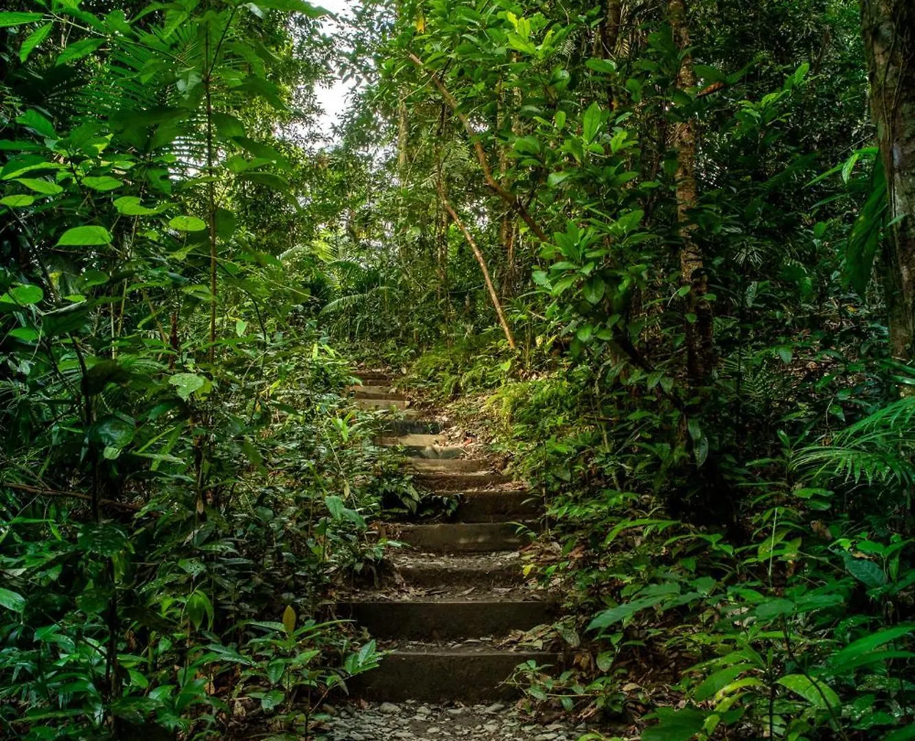 Heritage Lodge - In The Daintree