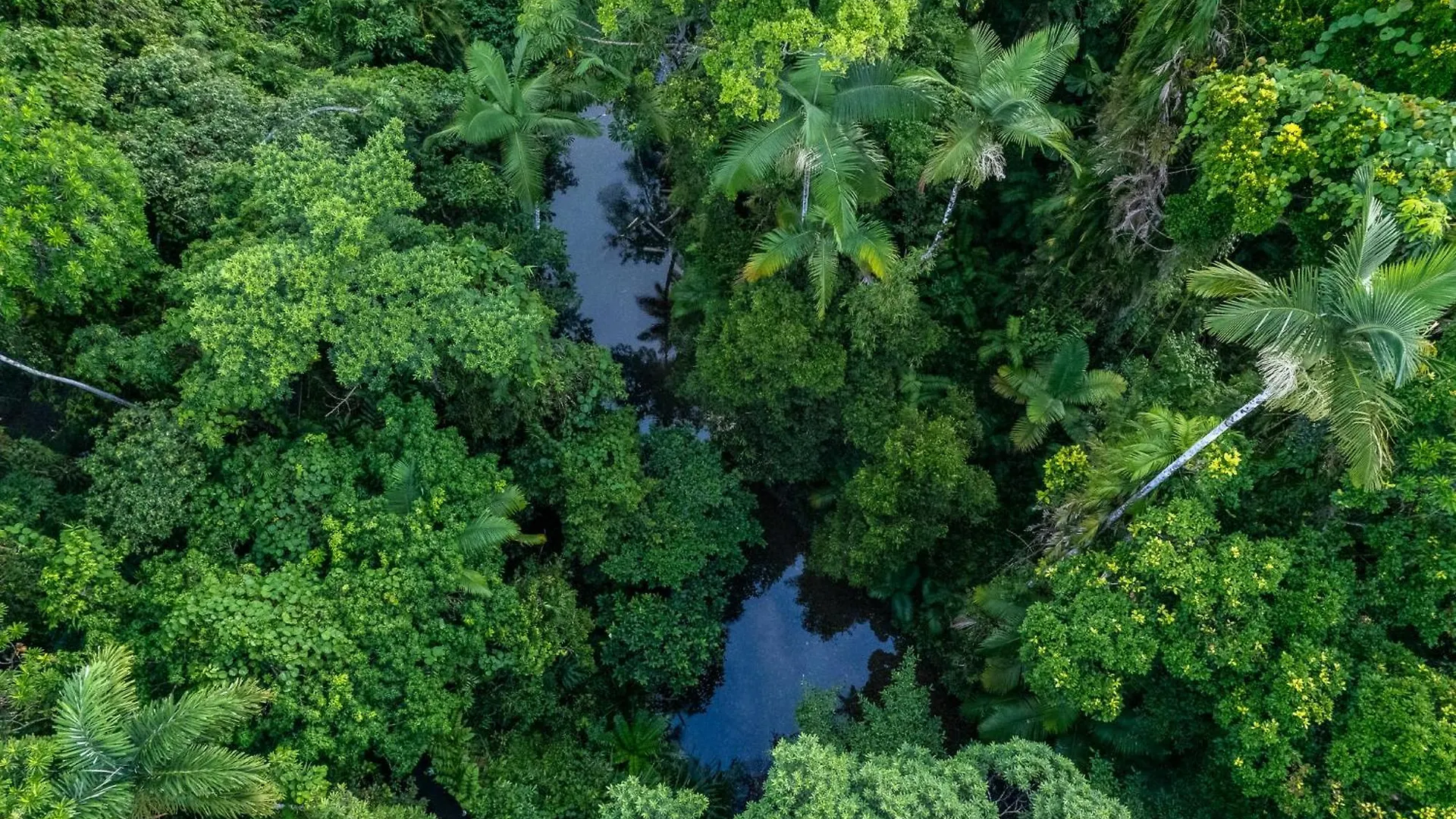 Heritage Lodge - In The Daintree